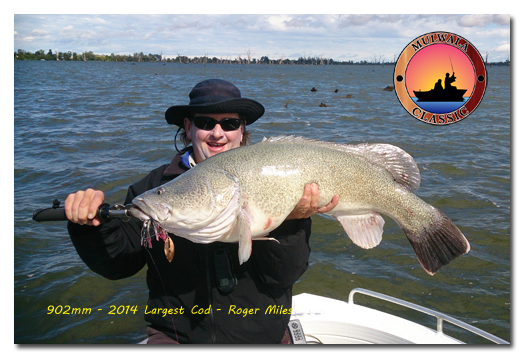 89cm Cod realeased by Champion angler 2011
